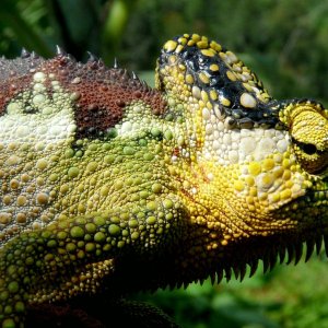 Chameleon at Sipi, Kapchorwa 08.jpg