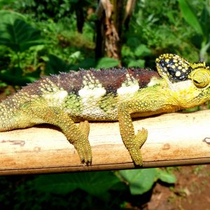 Chameleon at Sipi, Kapchorwa 09.JPG