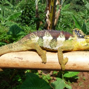 Chameleon at Sipi, Kapchorwa 10.JPG