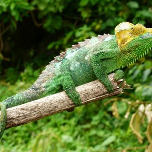 Chameleon at Sipi, Kapchorwa 11.JPG