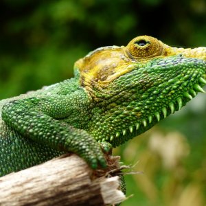 Chameleon at Sipi, Kapchorwa 12.JPG