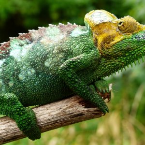 Chameleon at Sipi, Kapchorwa 13.JPG