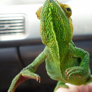 Chameleon at Sipi, Kapchorwa 16.JPG