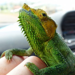 Chameleon at Sipi, Kapchorwa 17.JPG