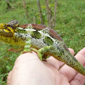 Chameleon at Sipi, Kapchorwa 19.JPG