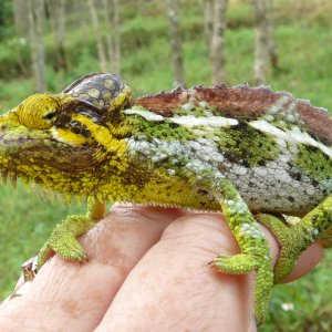 Chameleon at Sipi, Kapchorwa 20.JPG