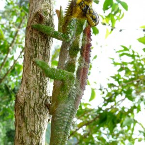 Chameleon at Sipi, Kapchorwa 21.JPG