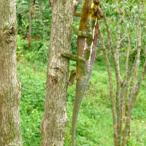 Chameleon at Sipi, Kapchorwa 22.JPG