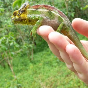 Chameleon at Sipi, Kapchorwa 23.JPG