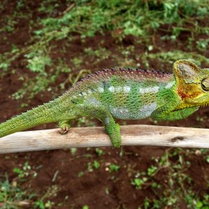 Chameleon at Sipi, Kapchorwa 24.JPG