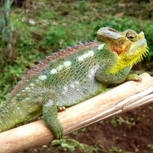 Chameleon at Sipi, Kapchorwa 26.JPG