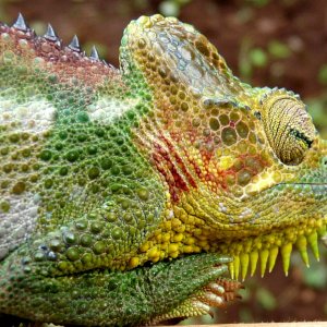Chameleon at Sipi, Kapchorwa 27.jpg