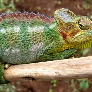 Chameleon at Sipi, Kapchorwa 28.JPG