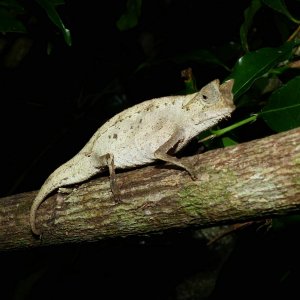 P1000254 chameleon.JPG