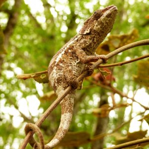 P1010223 chameleon.JPG