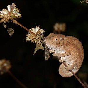 P1080441 chameleon.JPG