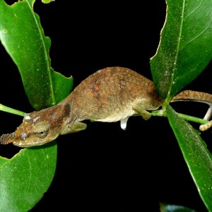 P1080455 Blue-nosed chameleon.JPG