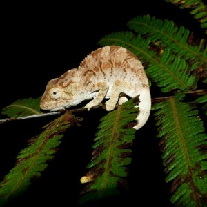 P1080479 chameleon.JPG