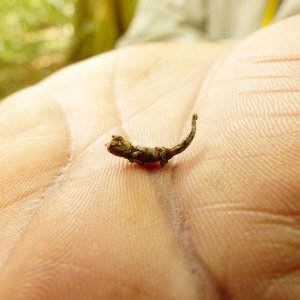 P1080613 brookesia chameleon.JPG