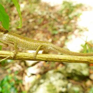 P1080812 blue-nosed chameleon.JPG