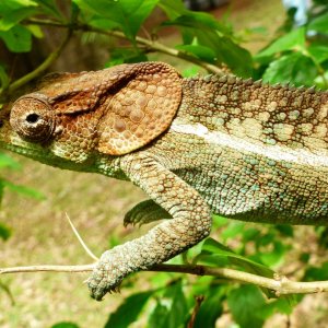 P1080896 Elephant-eared chameleon.JPG