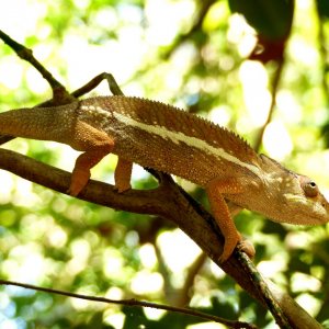 P1090930 Panther chameleon.JPG