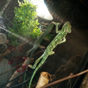 Just ate a cricket