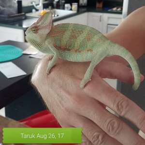 Toruk Aug 2017