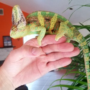 Toruk Sept 2017