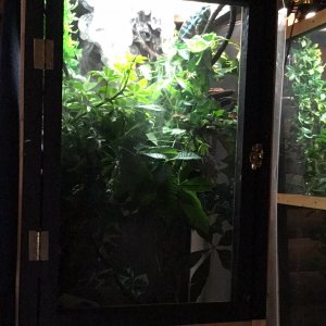 Males cage
