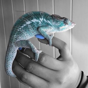 Sully the Faly