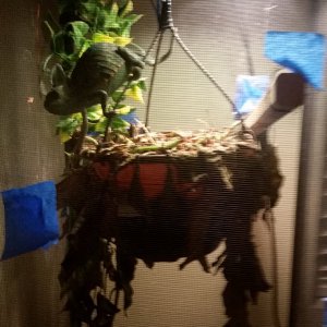 My cage