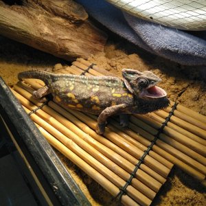 Can't you see I am sunning...