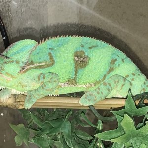 Female veiled
