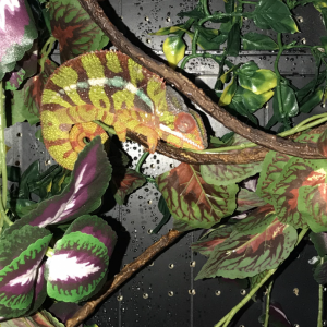 Ambilobe panther chameleon