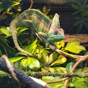 The Lizard King