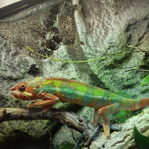 Settling in his new home