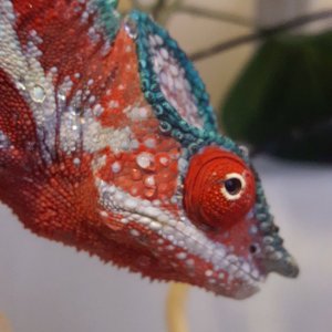 Nice face