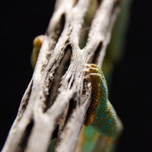 Marlins Foot