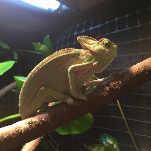 Basking