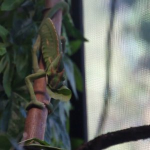 Chameleon Munching Out. - YouTube