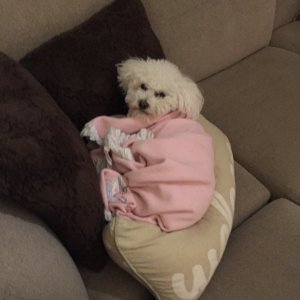 Maltipoo