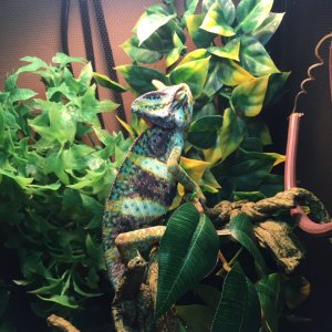 Veiled Cham