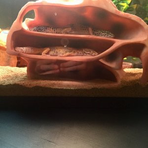 Geckos