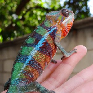 This is Hue he is a mixed locale tour de madagascar hybrid :D