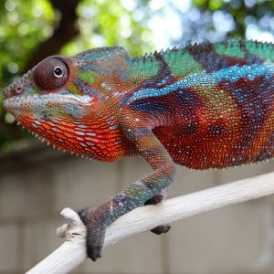 This is Hue he is a mixed locale tour de madagascar hybrid :D