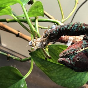 Catching prey by-hand - 2