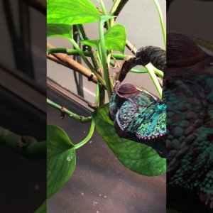 Skittles catching prey by-hand