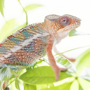 5 month Panther starting to get color :)