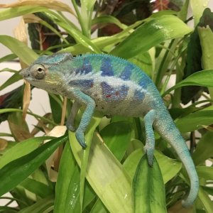 Caden the ambanja male